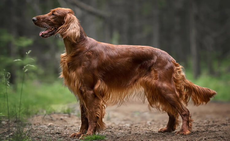  Irish Setter